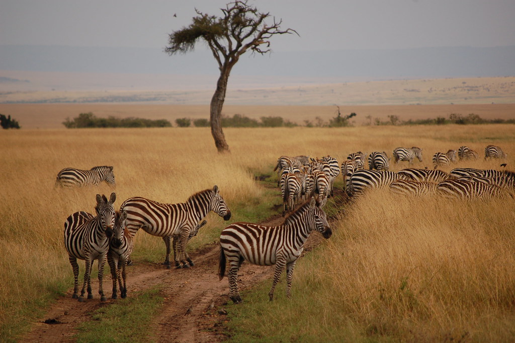 Marriot To Enter Safari Segment In Africa
