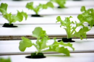 Sandals Foundation Collaborates On Youth Hydroponic Program