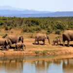 Report Shows Demand for Safaris Surging to Pre-COVID Levels