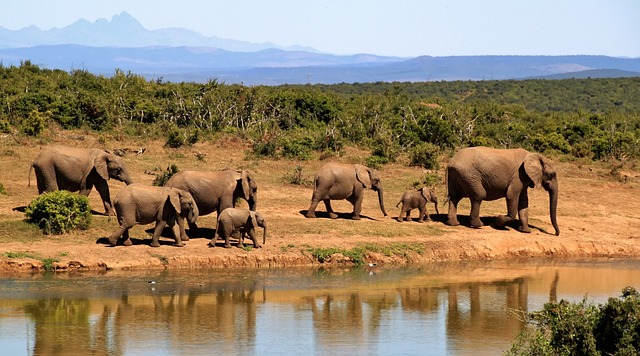 Report Shows Demand for Safaris Surging to Pre-COVID Levels