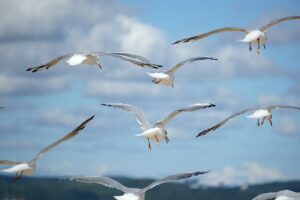 Seagull Onslaught Grounds Flights at Venice Airport